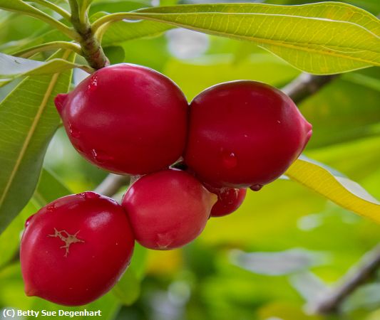 Missing Image: i_0050.jpg - Low-Hanging-Fruit