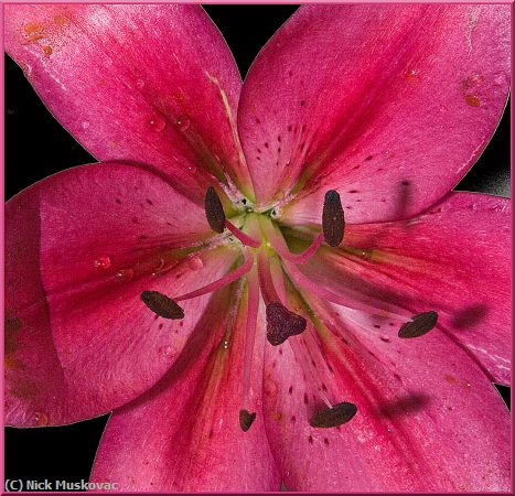 Missing Image: i_0052.jpg - LILY STARGAZER