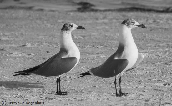 Missing Image: i_0065.jpg - Twin-Gulls-in-a-Row