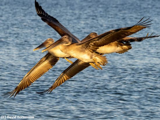 Missing Image: i_0001.jpg - Racing Pelicans