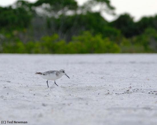 Missing Image: i_0012.jpg - beach bird