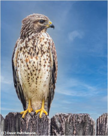 Missing Image: i_0016.jpg - Juvenile Red Shouldered Hawk