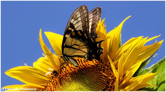 Missing Image: i_0022.jpg - Sunflower and Butterfly