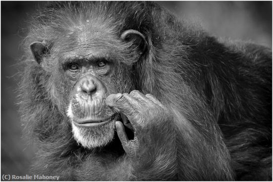 Missing Image: i_0065.jpg - Thoughtful Gorilla