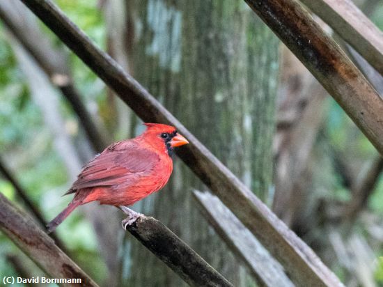 Missing Image: i_0002.jpg - Cardinal