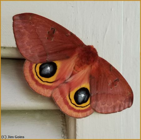 Missing Image: i_0003.jpg - IO Moth