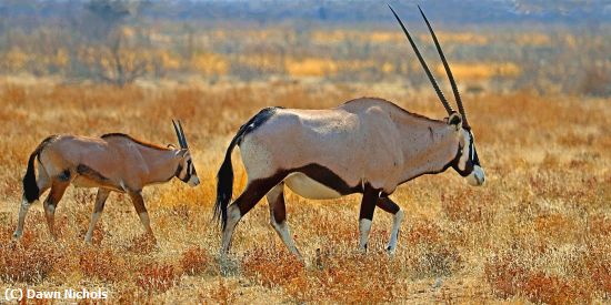 Missing Image: i_0005.jpg - Oryx Leading Young
