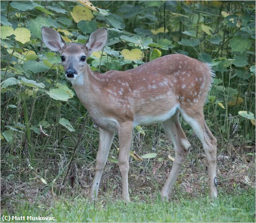 Missing Image: i_0012.jpg - Fawn