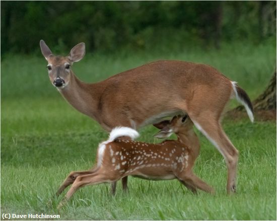 Missing Image: i_0019.jpg - Whitetail Nursing