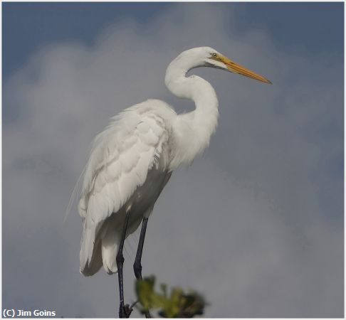Missing Image: i_0025.jpg - Great Egret