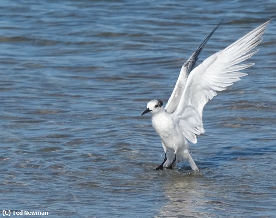 Missing Image: i_0026.jpg - stretching wings