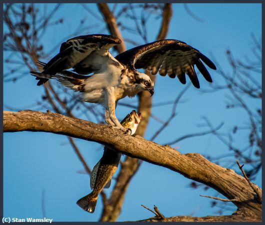 Missing Image: i_0031.jpg - Osprey-Fresh-Catch