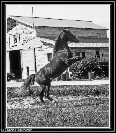 Missing Image: i_0080.jpg - Horse-at-boot-ranch-rearing