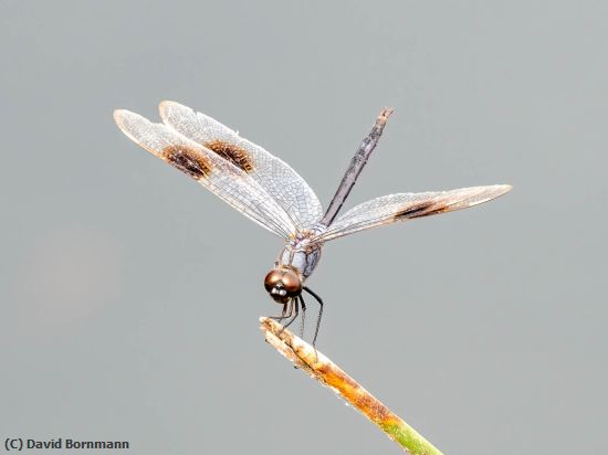 Missing Image: i_0001.jpg - Dragonfly