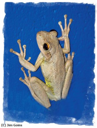 Missing Image: i_0002.jpg - Frog-on-Blue-Wall