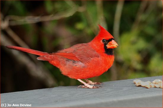 Missing Image: i_0006.jpg - Cardinal with Peanuts