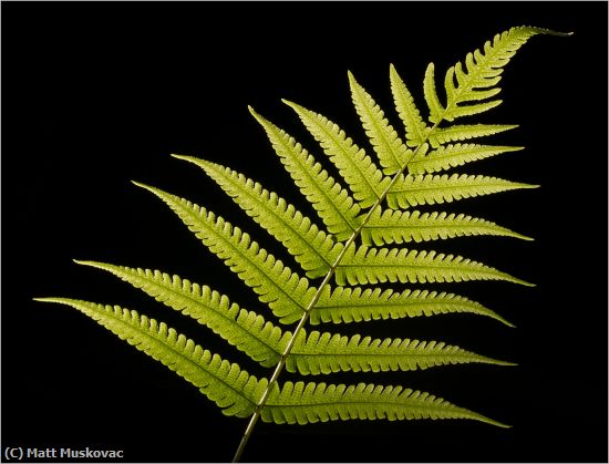 Missing Image: i_0015.jpg - Fern Backlit