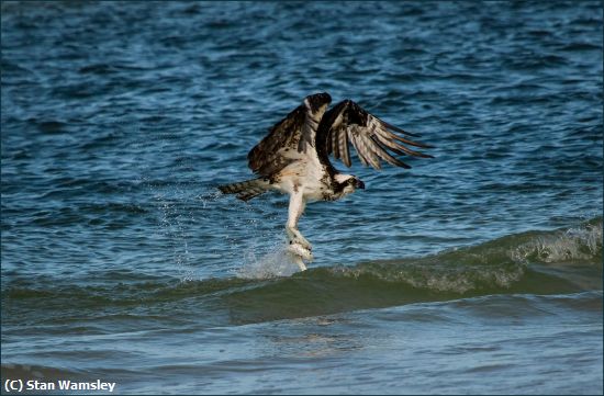 Missing Image: i_0022.jpg - Osprey-Surf-Fishing