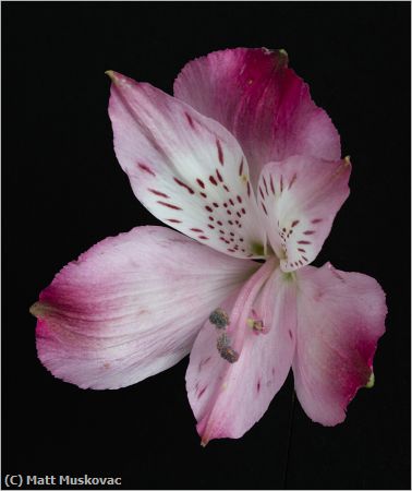Missing Image: i_0029.jpg - Peruvian Lily