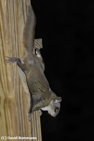 Missing Image: i_0035.jpg - Flying Squirrel