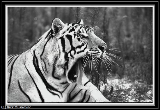 Missing Image: i_0065.jpg - TIGER-IN-MONO