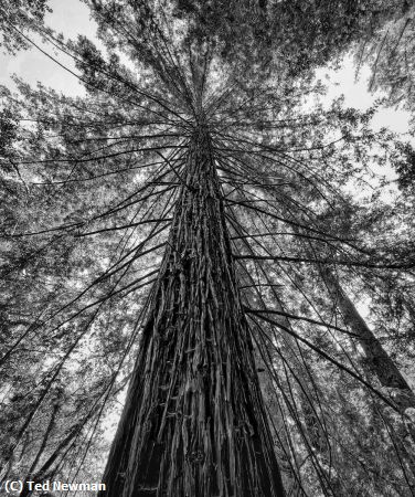 Missing Image: i_0071.jpg - reaching for the sky in Big Sur