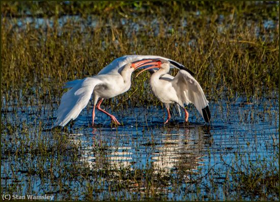 Missing Image: i_0006.jpg - Dancing-Beak-To-Beak