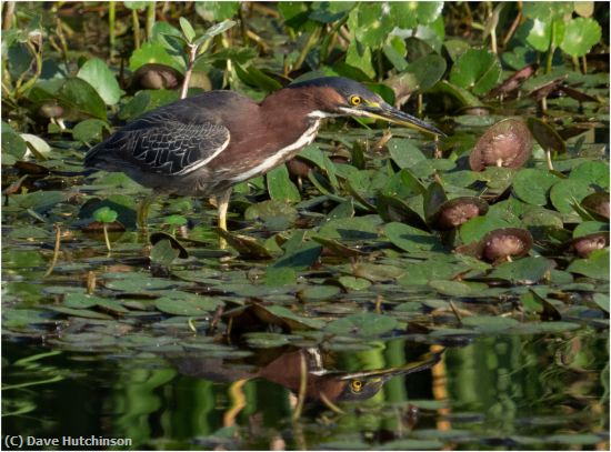 Missing Image: i_0013.jpg - Little Green Heron