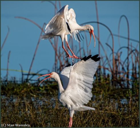 Missing Image: i_0018.jpg - Myakka-Incoming