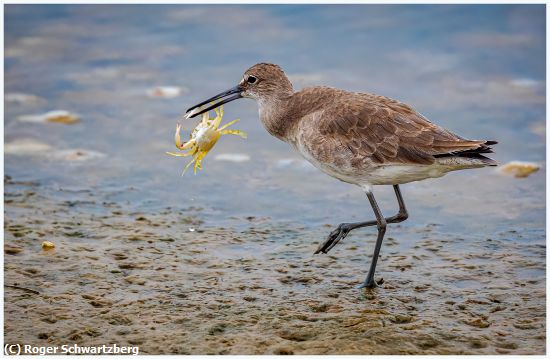 Missing Image: i_0026.jpg - Crab Catch