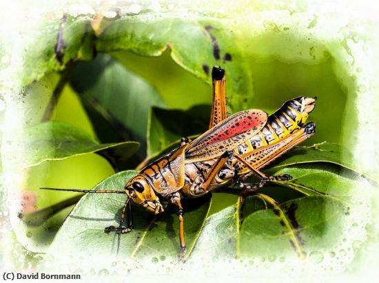 Missing Image: i_0033.jpg - Grasshopper