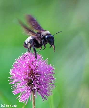 Missing Image: i_0036.jpg - Bee on flower