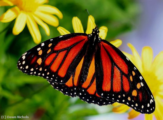 Missing Image: i_0038.jpg - Butterfly