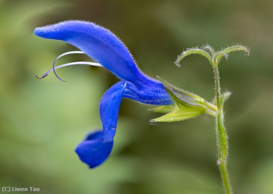 Missing Image: i_0042.jpg - PURPLE FLOWER