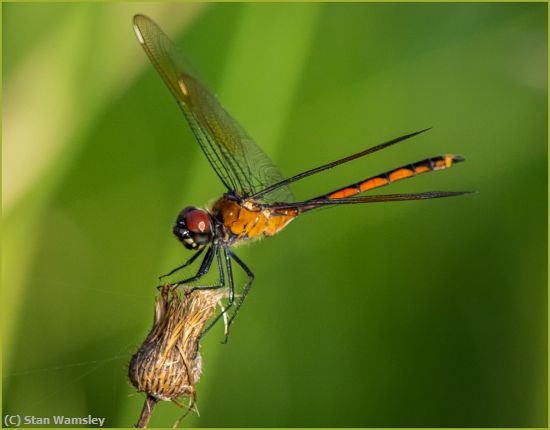 Missing Image: i_0048.jpg - DragonFly-Perch