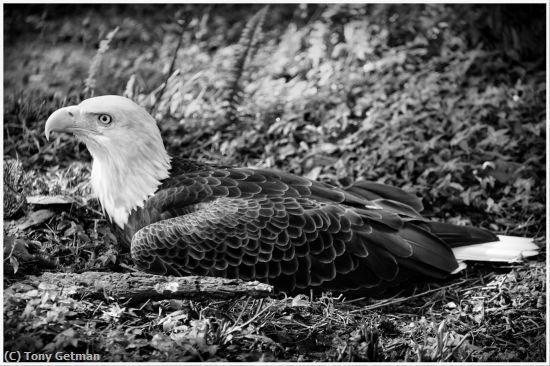 Missing Image: i_0051.jpg - Wounded Bald Eagle