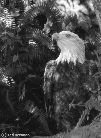 Missing Image: i_0058.jpg - eagle eye