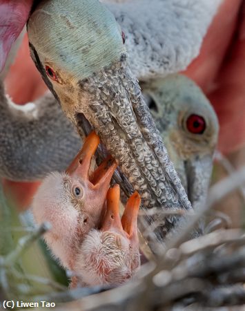 Missing Image: i_0012.jpg - FEEDING THE NEW BORNS