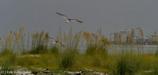 Missing Image: i_0017.jpg - Both-scored-Black-skimmers