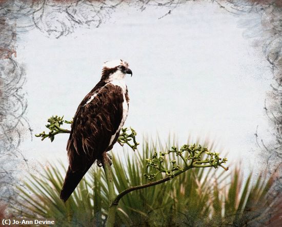 Missing Image: i_0019.jpg - Osprey in the Tree Tops