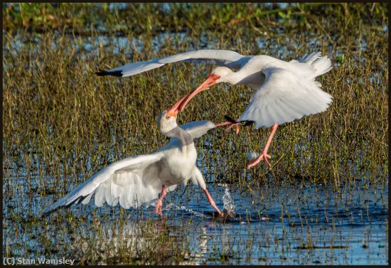 Missing Image: i_0021.jpg - Ibis-Dance-Lessons