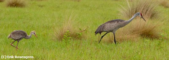 Missing Image: i_0023.jpg - Following-Mom-Sandhill-Crains