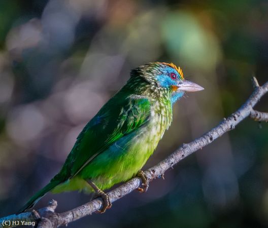 Missing Image: i_0046.jpg - Sri Lanka barbet