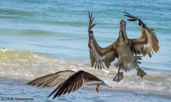 Missing Image: i_0052.jpg - Throwing-a-tantrum-Brown-Pelican