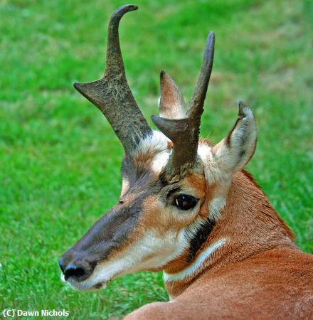 Missing Image: i_0058.jpg - Pronghorn