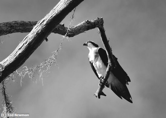 Missing Image: i_0066.jpg - Osprey