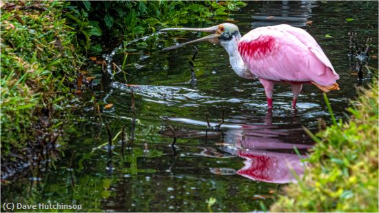 Missing Image: i_0033.jpg - Spoonbill Fishing