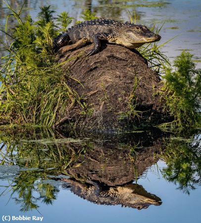 Missing Image: i_0001.jpg - Gator Reflection