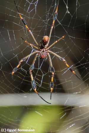 Missing Image: i_0002.jpg - Spider
