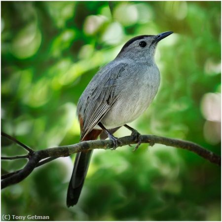Missing Image: i_0003.jpg - Grey Catbird